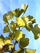 Fiche plante "Ginkgo biloba" ou Arbre au Quarante Ecus