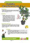 Fiche pratique "Entretien des agrumes"