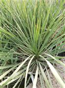 Yucca rostrata "Saphire Skies"